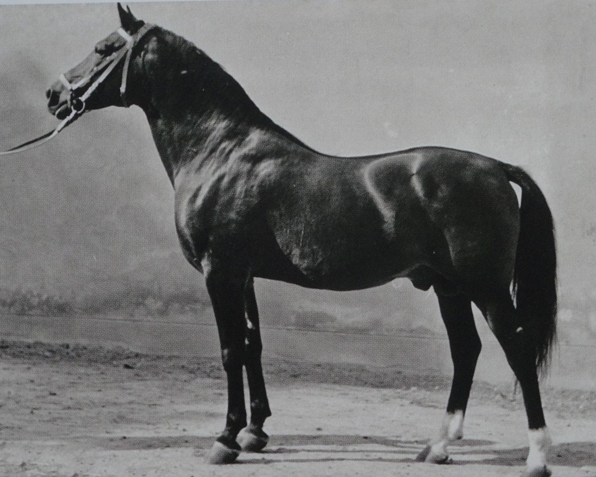 stallion Wesir ox Mo 1129 (Arabian purebred, 1954, from Wisznu 1943 ox)
