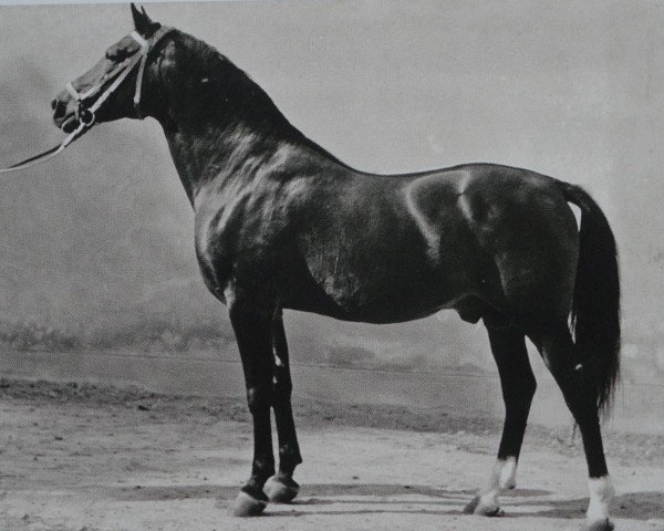 stallion Wesir ox Mo 1129 (Arabian purebred, 1954, from Wisznu 1943 ox)