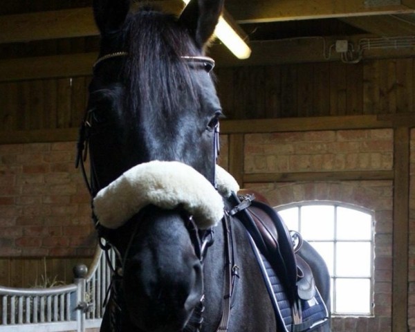 Pferd Carlos (Hannoveraner, 2008, von Don Frederico)