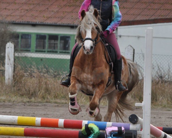 broodmare Madea (Haflinger, 2017, from Cooky Anbator)