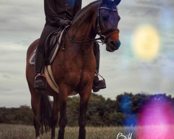 Dressurpferd Beringo (Deutsches Reitpony, 2005, von Beautyful Stallion)