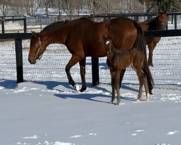 foal Hengst von Mage xx (Thoroughbred, 2025, from Mage xx)