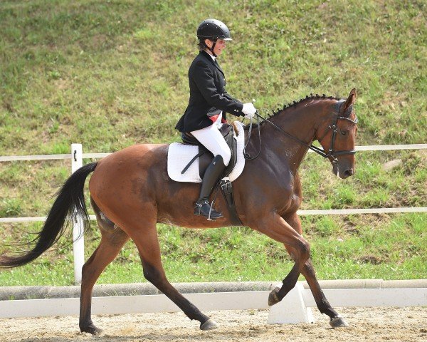 Pferd Askaban 4 (Westfale, 2018, von Asagao xx) Pferd Askaban 4 (Westfale, 2018, von Asagao xx)