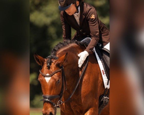 horse MFR Bellina Fiora (Westphalian, 2018, from Belissimo NRW)