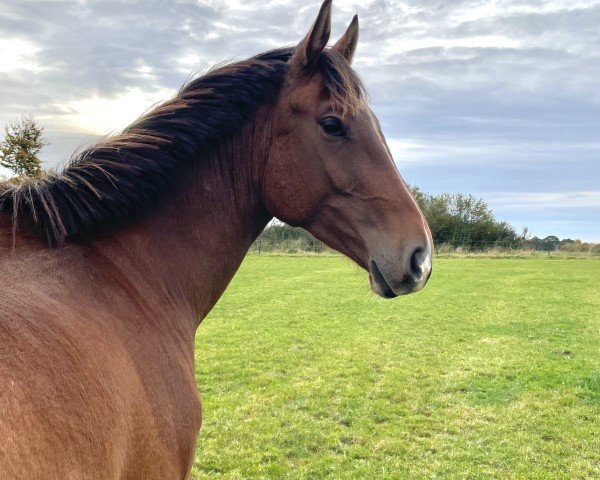 Pferd Daddeldu DP (Holsteiner, 2022, von Dinken)