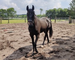 broodmare Stute von Van Gogh / Nekton (Holsteiner, 2021, from van Gogh)
