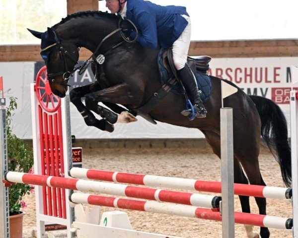 jumper Dia Maxima (Holsteiner, 2019, from Diarado)