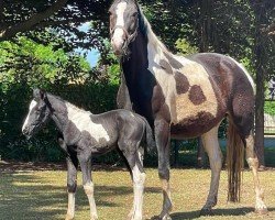 jumper Goldenpearl (German Warmblood, 2011, from Point)