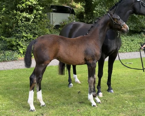 horse Fräulein Wilhelmine (Hanoverian, 2024, from Friedrich der Große)