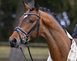 stallion Chaplin's Touch B (German Sport Horse, 2022, from Chaplin)