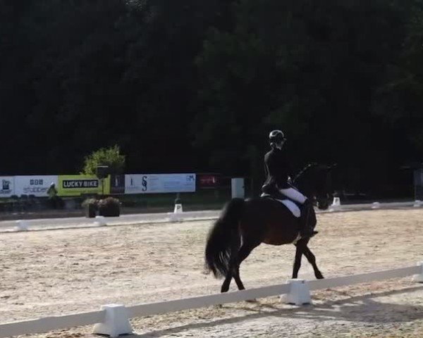 Video von Bonito He