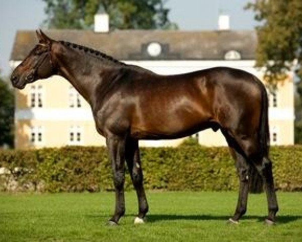 stallion Jaguar Mail (Selle Français, 1997, from Hand in Glove xx)