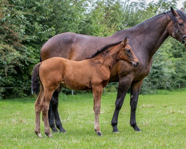 horse Pippa Z (Zangersheide riding horse, 2021, from Poker de Mariposa Tn)
