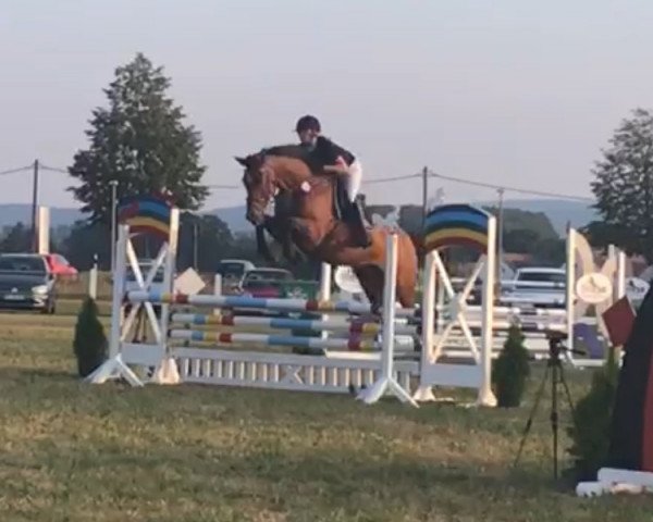 Springpferd Lupik (Oldenburger, 2007, von Ludwigs As)