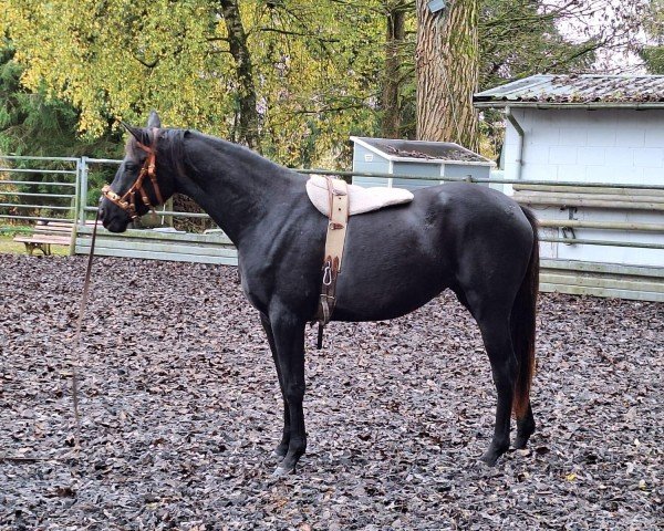 horse Minztänzerin (Trakehner, 2022, from Abendtanz)