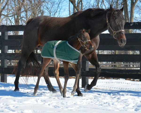 foal by Hengst von Olympiad xx (Thoroughbred, 2025, from Olympiad xx)