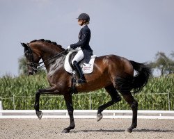 dressage horse So wie Du 2 (Westphalian, 2009, from Spielberg)