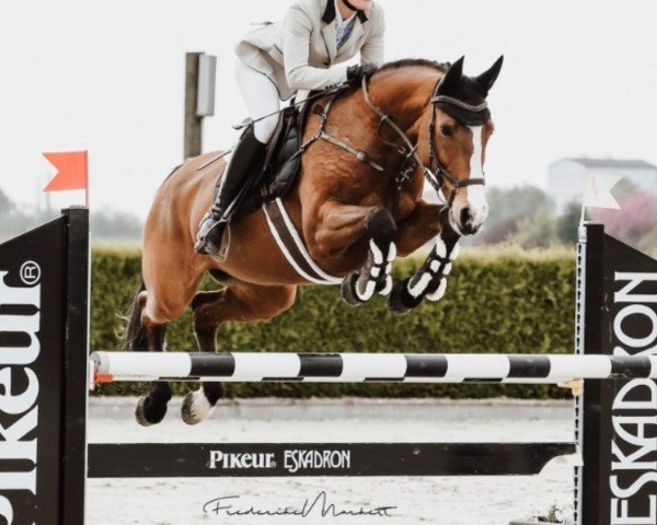 Yegua de cría Col-Sina L (KWPN (Warmblood Neerlandés), 2007, de Colman)