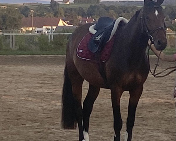horse Keaton´s O‘ Piccolina (Holsteiner, 2021, from Keaton HV)