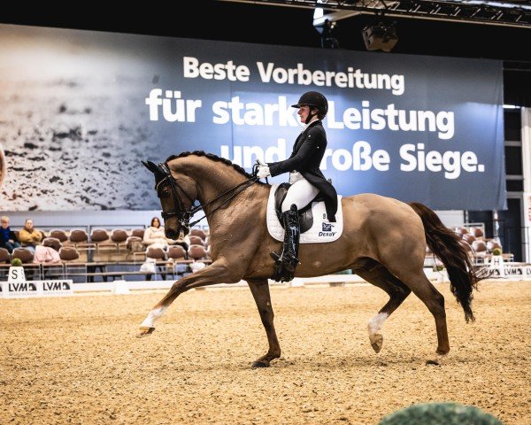 dressage horse Ikke 5 (KWPN (Royal Dutch Sporthorse), 2013, from Everdale)
