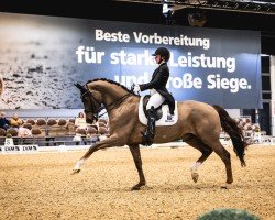 dressage horse Ikke 5 (KWPN (Royal Dutch Sporthorse), 2013, from Everdale)