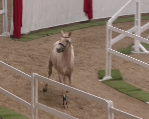 AWÖ Hengsttage 2025