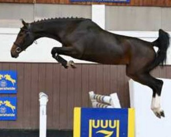 jumper Mi Amor 8 (KWPN (Royal Dutch Sporthorse), 2017, from C-Ingmar)