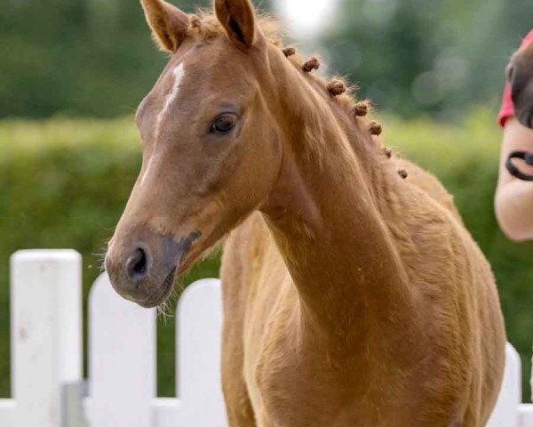 horse Date Night (German Riding Pony, 2021, from Dating AT NRW)