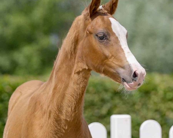 horse Diamonds Snowflake S (German Riding Pony, 2021, from Diamond Touch NRW)