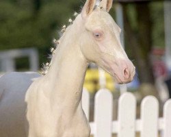 Pferd Dream On W (Deutsches Reitpony, 2021, von Dream Date 7)