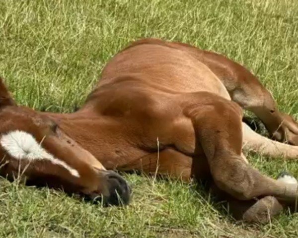 Pferd For Grace (Oldenburger Springpferd, 2023, von Cashmere)