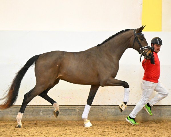 horse Flashdance ANW (Austrian Warmblood, 2022, from Flashbang)