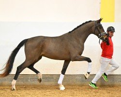 Pferd Flashdance ANW (Österreichisches Warmblut, 2022, von Flashbang)