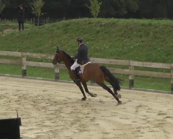 Reitturnier Linkenheim-Hochstetten 2013
