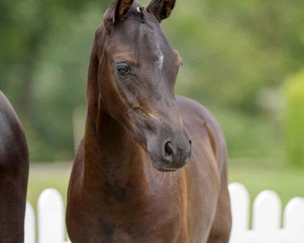 horse Dark Devil (German Riding Pony, 2021, from Designed in Black AT)