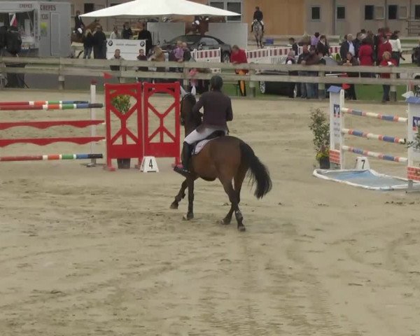 Springturnier Hubertushof RSG Linkenheim-Hochstetten 2013