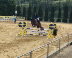 jumper Starlight 325 (German Sport Horse, 2012, from Stechlin 5)