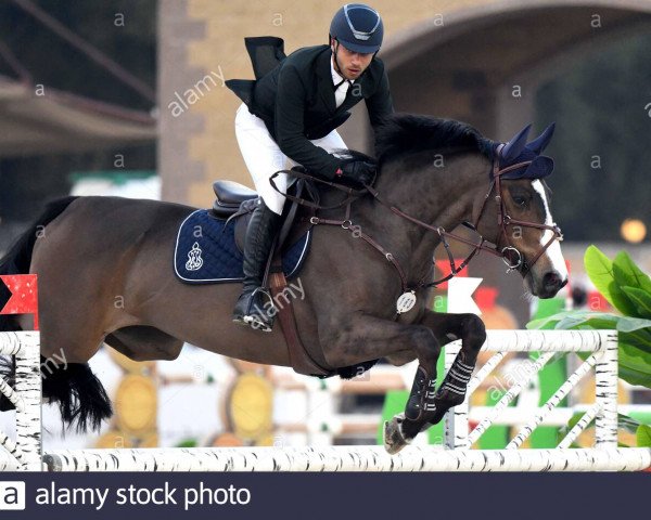 Springpferd Wilfredo (Rheinländer, 2011, von Wilfred) Springpferd Wilfredo (Rheinländer, 2011, von Wilfred)