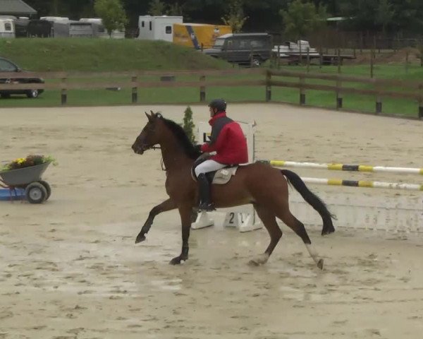 Reitturnier Linkenheim-Hochstetten 2013