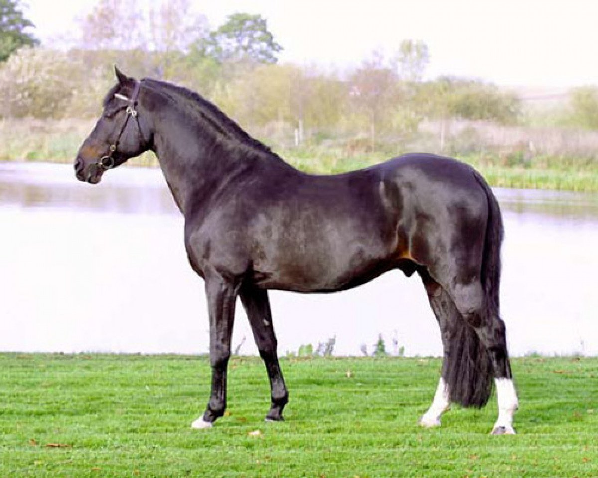 Deckhengst Power Boy (Nederlands Welsh Ridepony, 1984, von Downland Folklore)
