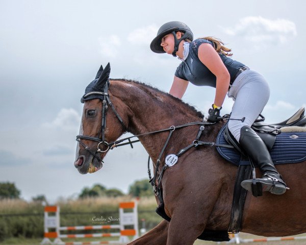 dressage horse Destiny's Dreaming (Hessian Warmblood, 2004, from Dartagnan)