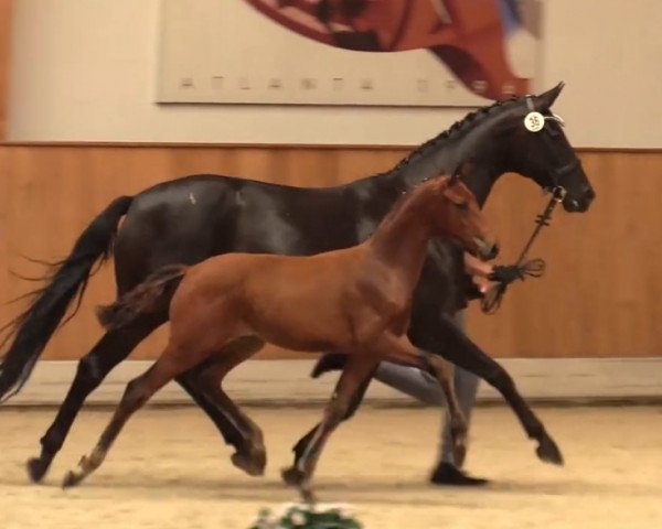 Pferd Van Gogh 72 (Westfale, 2021, von Valverde NRW)
