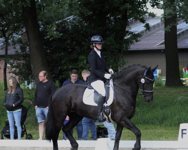 Dressurpferd Pretty Priska (unbekannt, 2011) Dressurpferd Pretty Priska (unbekannt, 2011)