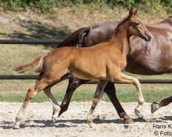 Pferd Kismet (Österreichisches Warmblut, 2024, von Knock-Out)