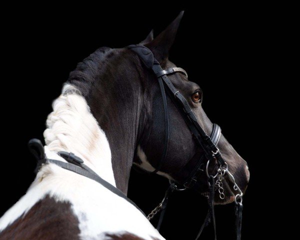 dressage horse Astor (Lewitzer, 2007, from Asterix vom Tollmoor) dressage horse Astor (Lewitzer, 2007, from Asterix vom Tollmoor)
