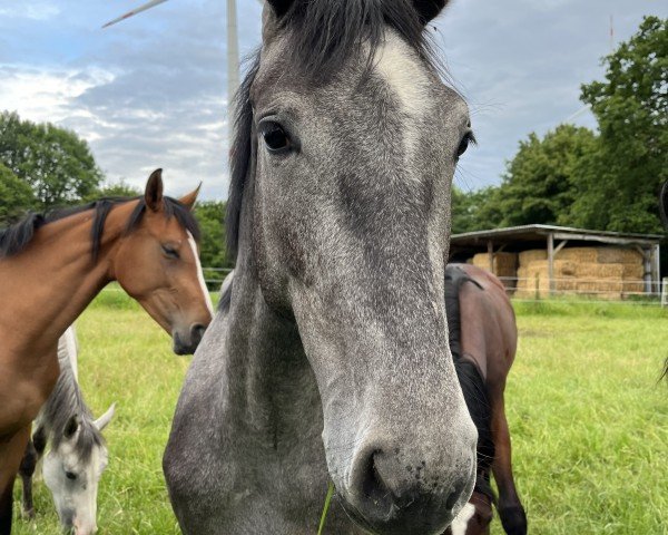 horse Contact's Hope (Westphalian, 2022, from Contact Me)