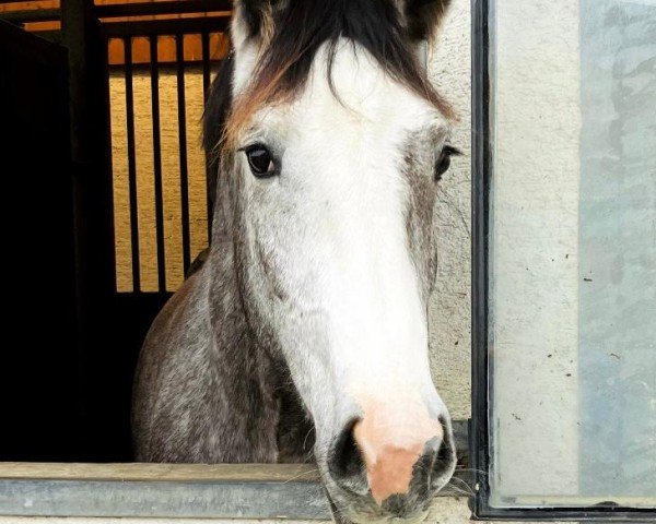 Zuchtstute Clementine Pepper (Zangersheide Reitpferd, 2021, von Columbus Z 3)