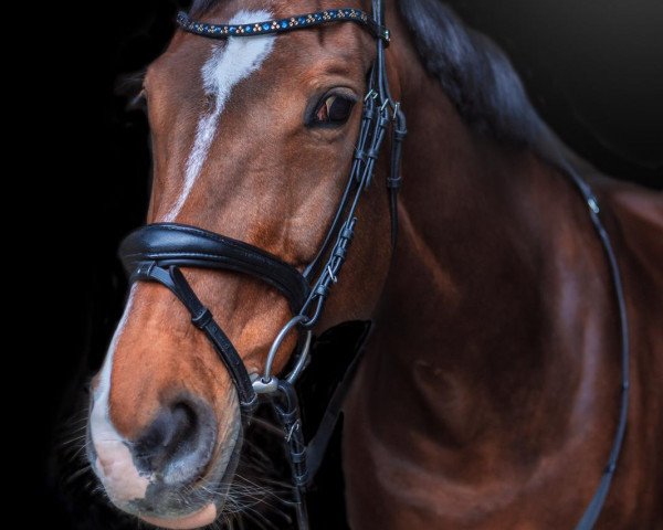 broodmare Elly 36 (Rhinelander, 2005, from Extasy 6)