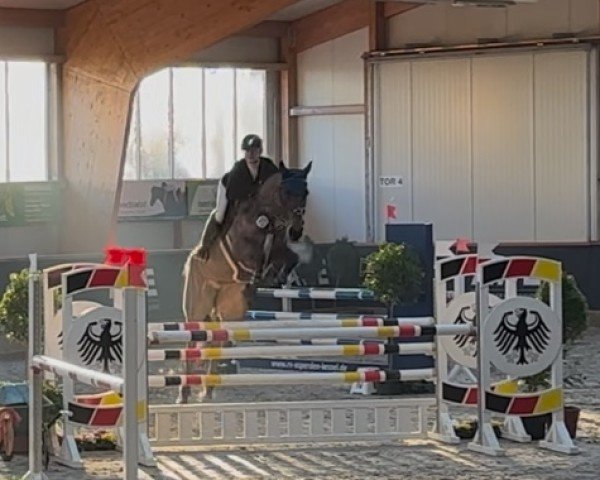 Caballo de salto Kanbarry (Westfaliano, 2019, de Kannan)