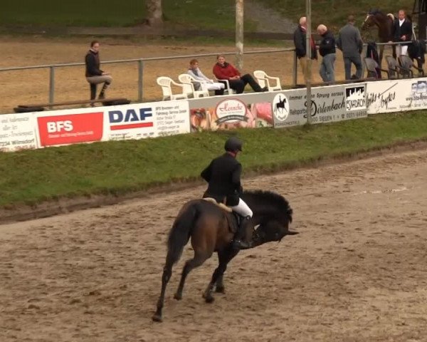 Großes Springturnier Siegener Reitverein 2013